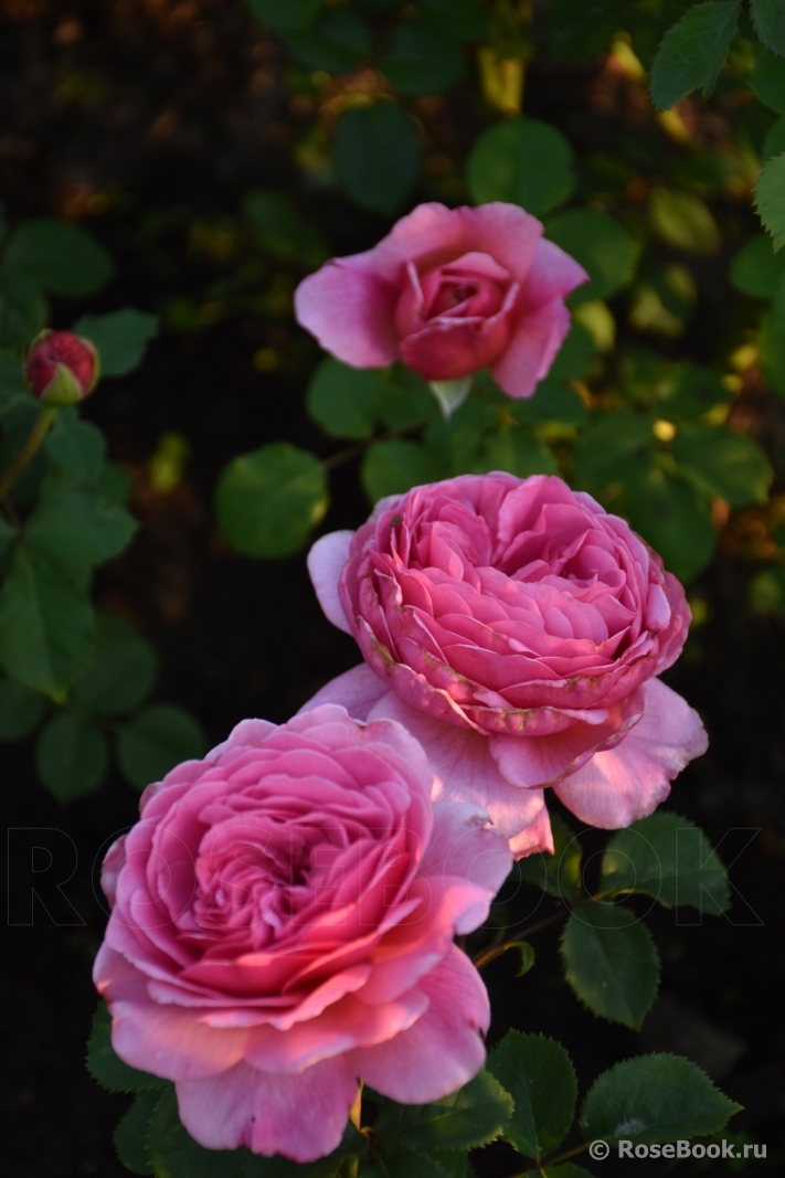 Princess Alexandra of Kent 