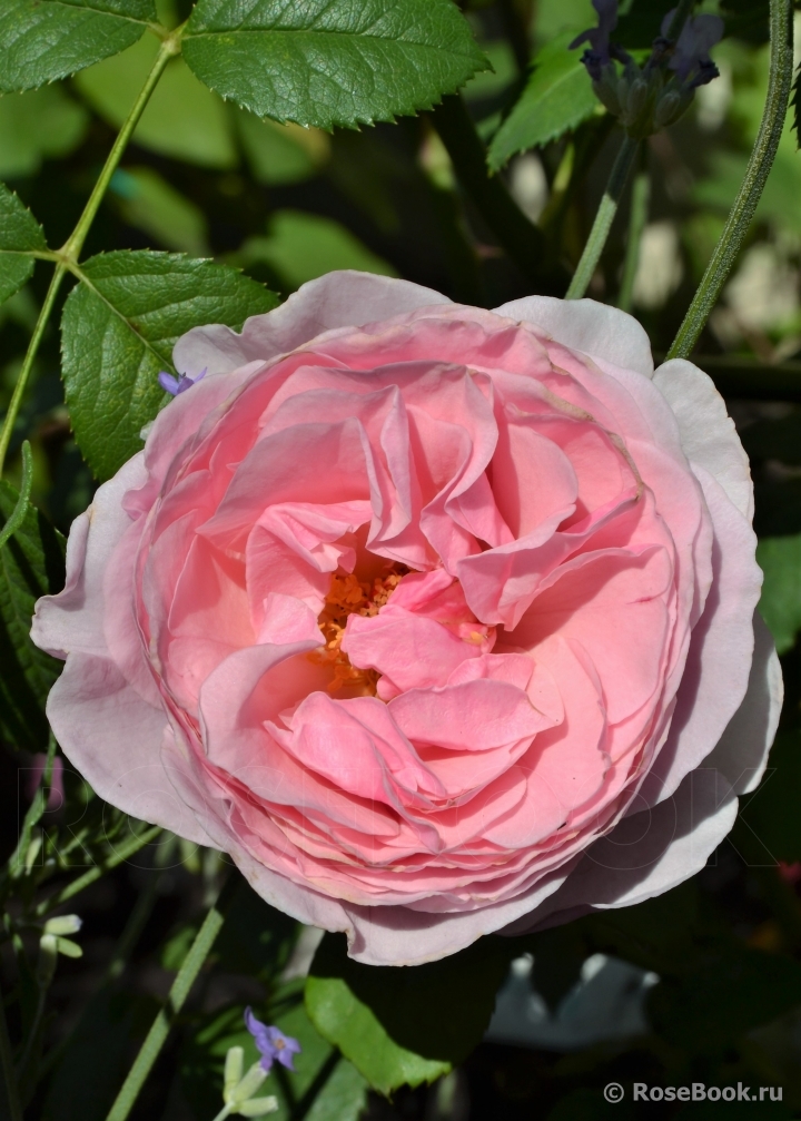 Princess Claire of Belgium