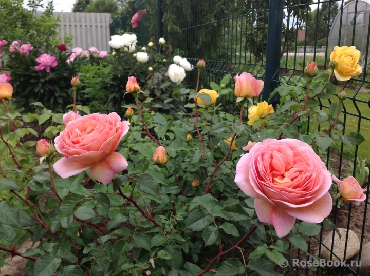 Abraham Darby