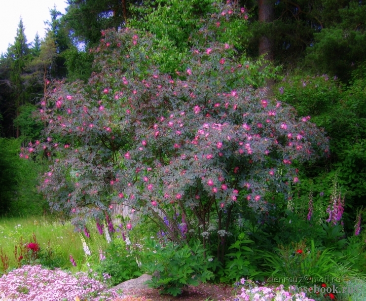 Rosa glauca 