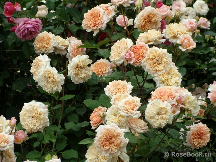 Festival des Jardins de Chaumont