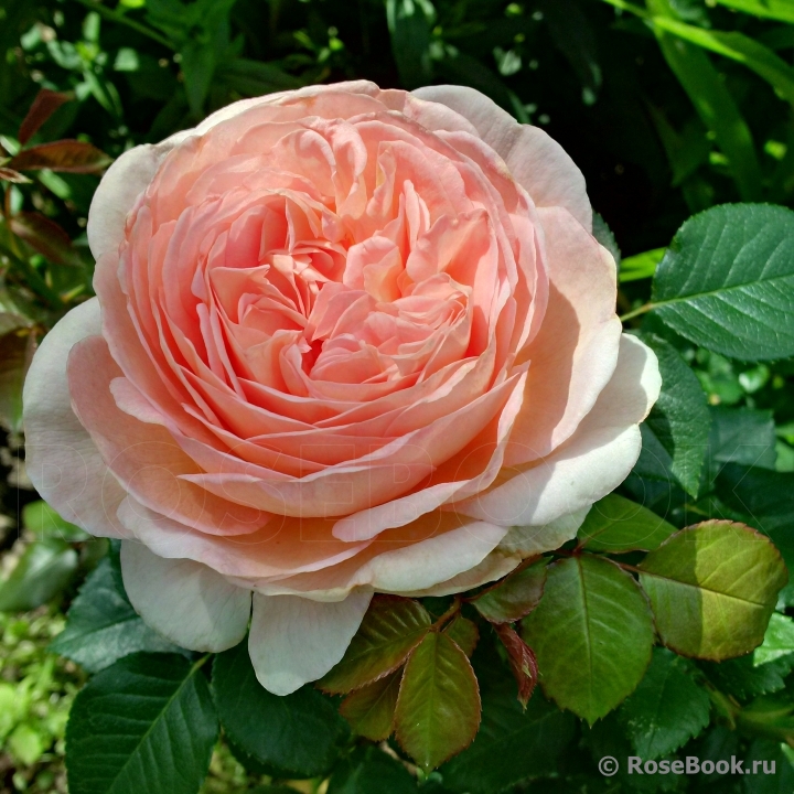 Abraham Darby