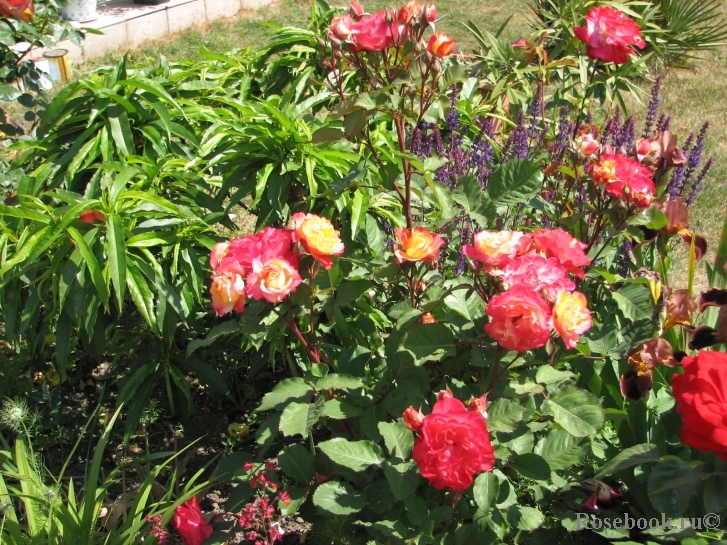 Marseille en Fleurs