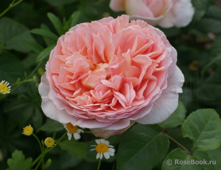 Abraham Darby