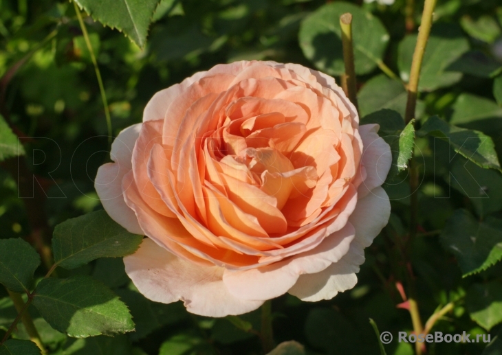 Abraham Darby