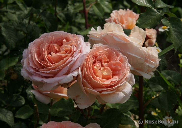 Abraham Darby