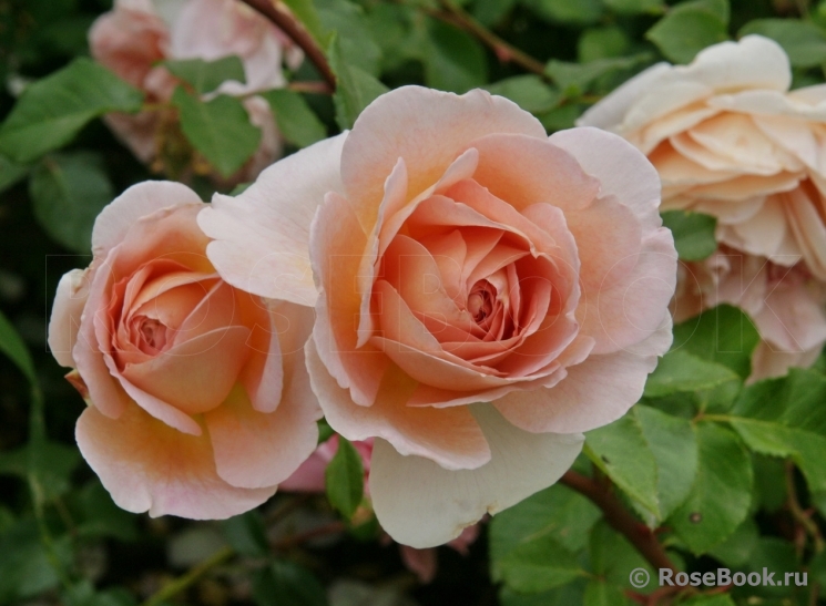 Abraham Darby