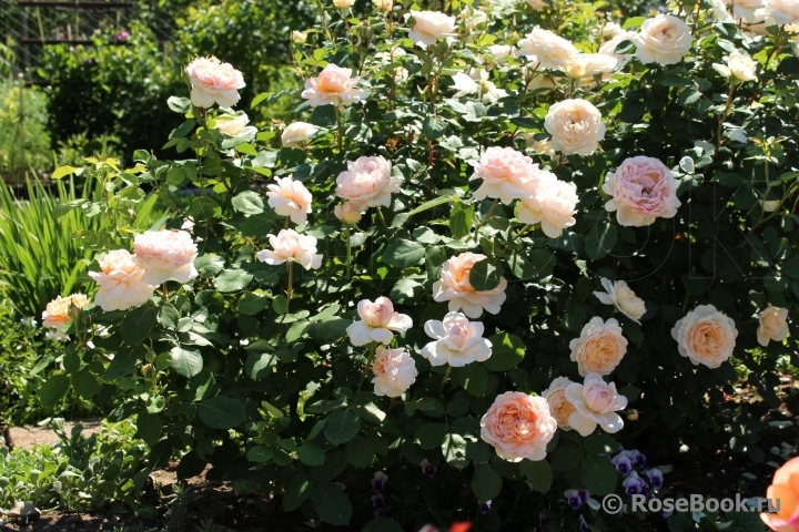 The Lady Gardener