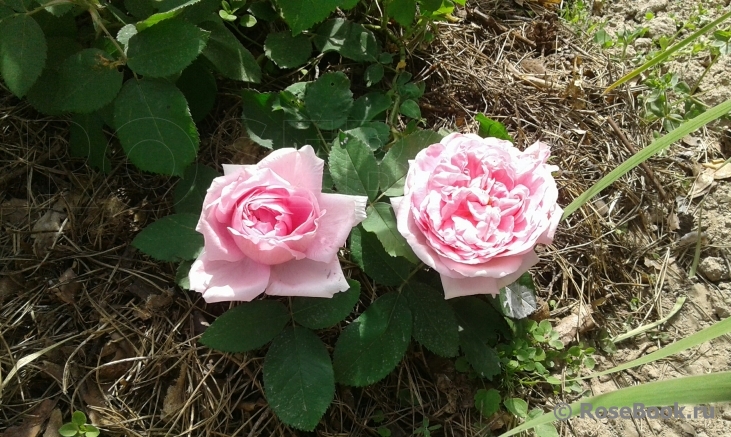 Comte de Chambord