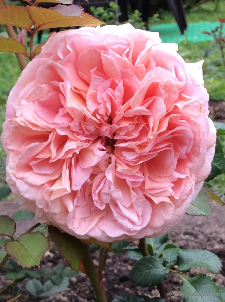 Abraham Darby