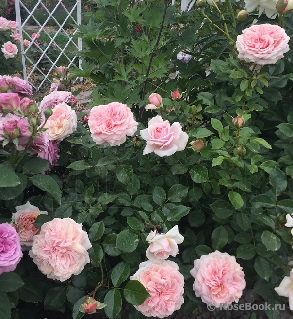 Garden of Roses 