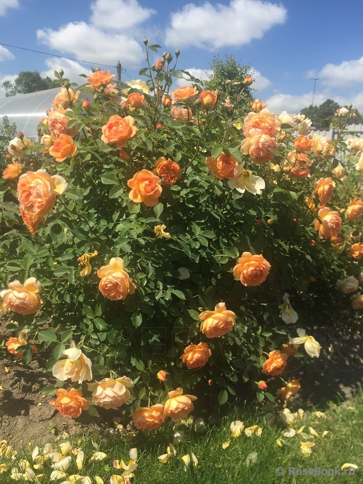 Lady of Shalott 