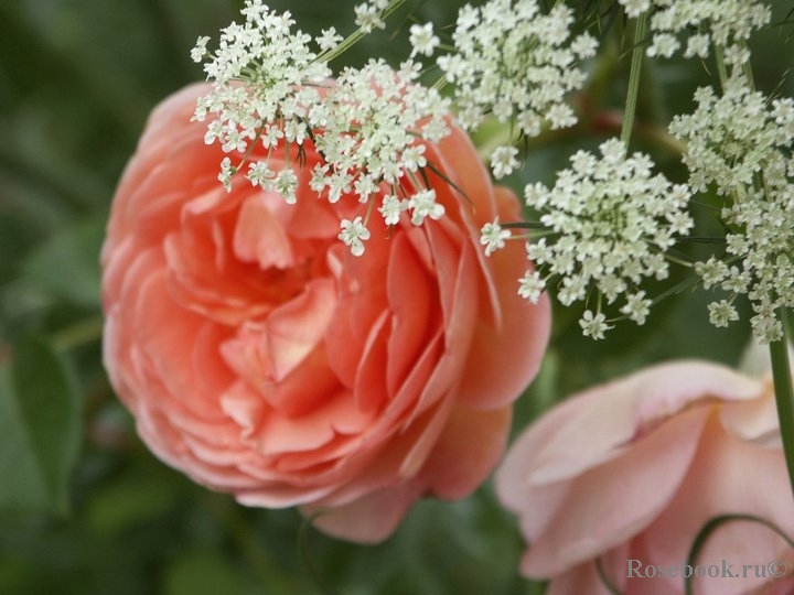 Abraham Darby