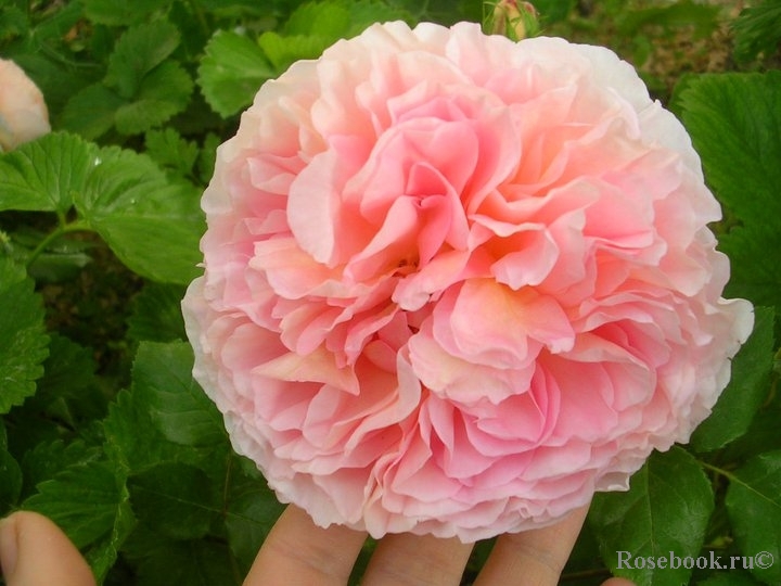 Abraham Darby