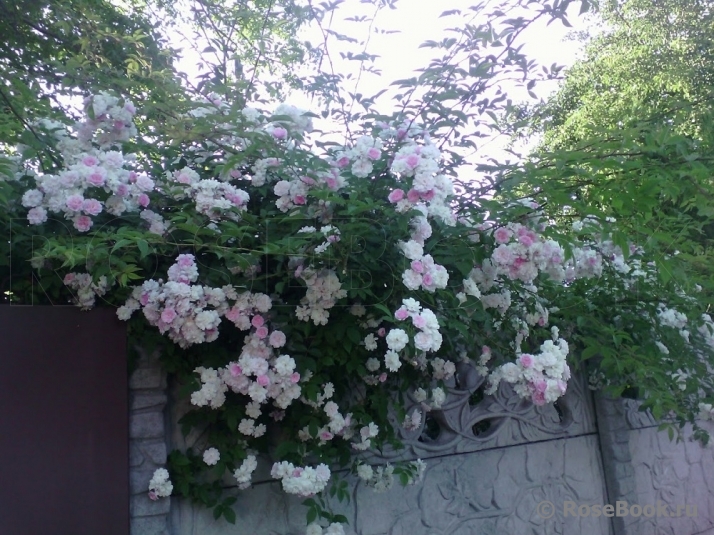 Paul’s Himalayan Musk 