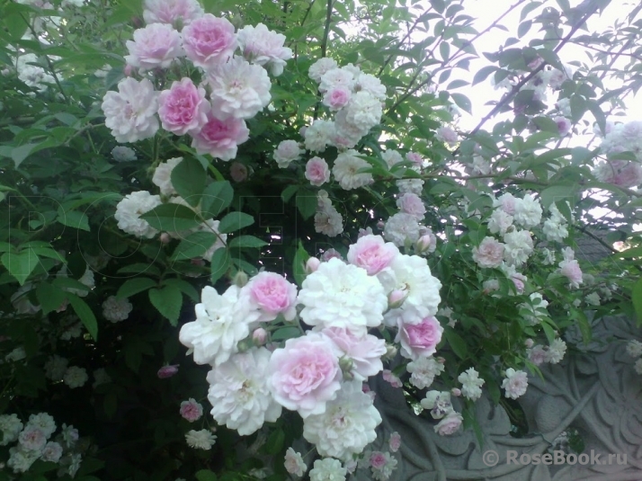 Paul’s Himalayan Musk 