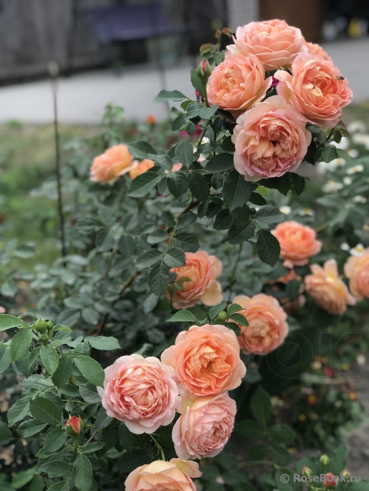 Lady of Shalott 