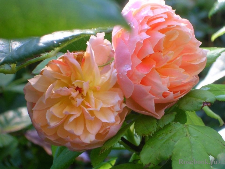 Abraham Darby