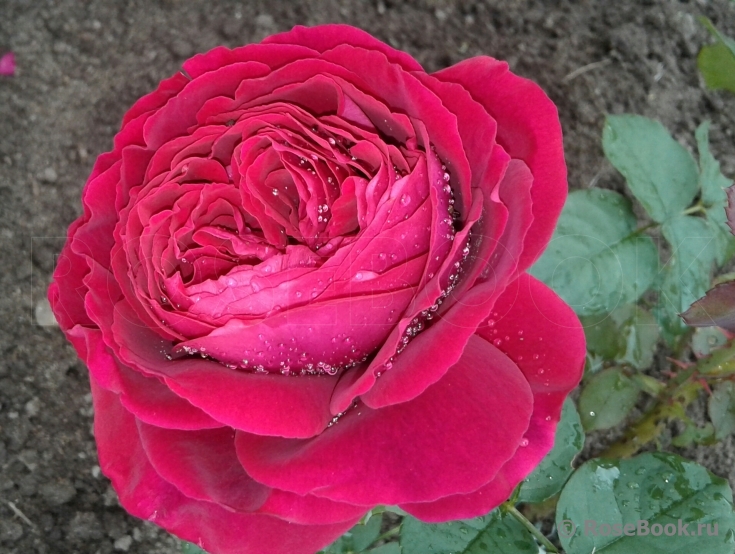 Johann Wolfgang von Goethe Rose®