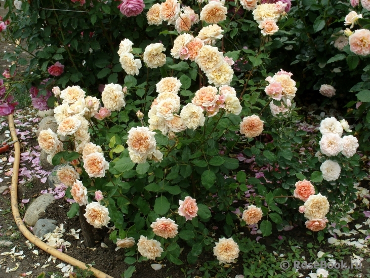 Festival des Jardins de Chaumont