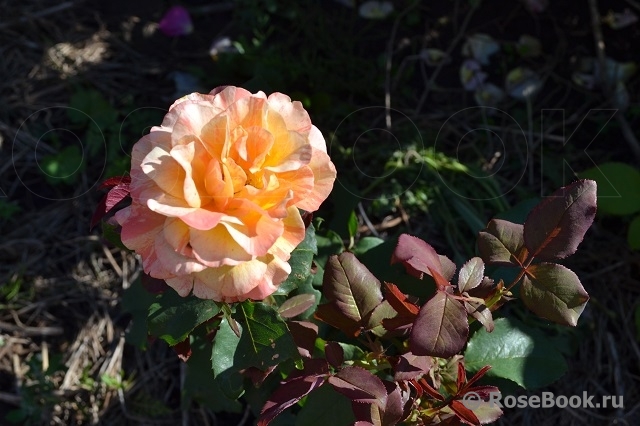 Rose La Rose des Impressionnistes