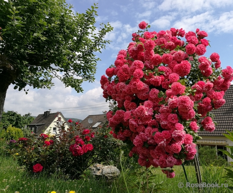 Rosarium Uetersen