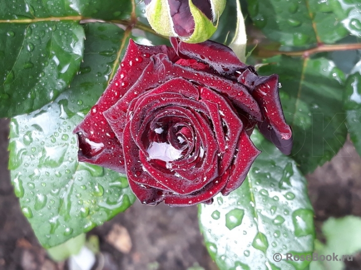 Black Baccara