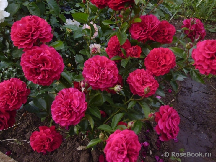 Kordes' Rose Bordeaux ®