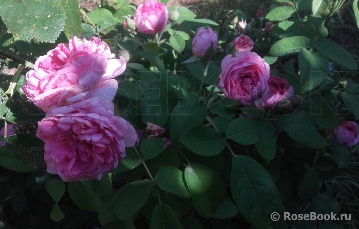 Rose des Peintres