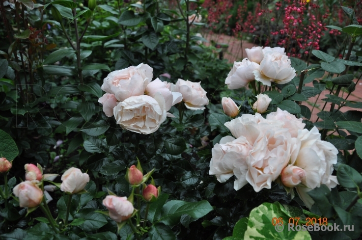 Jardin des Tuileries