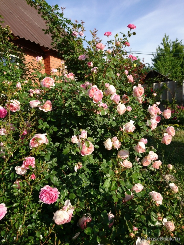 Abraham Darby