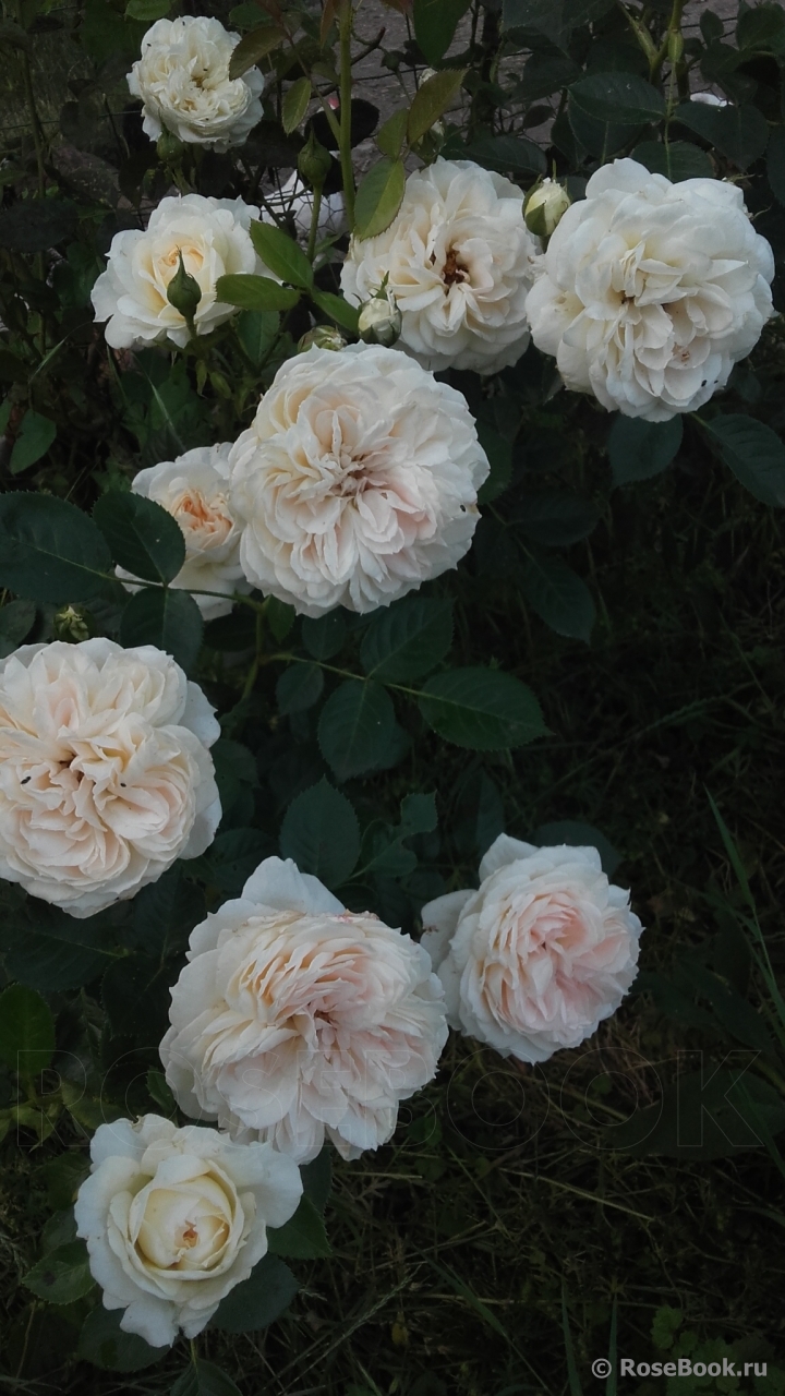 Mon Jardin et Ma Maison