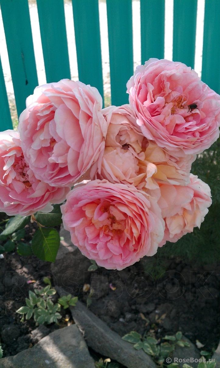 Abraham Darby