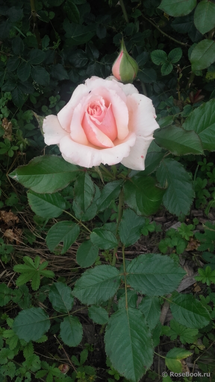 Fragrant Apricot