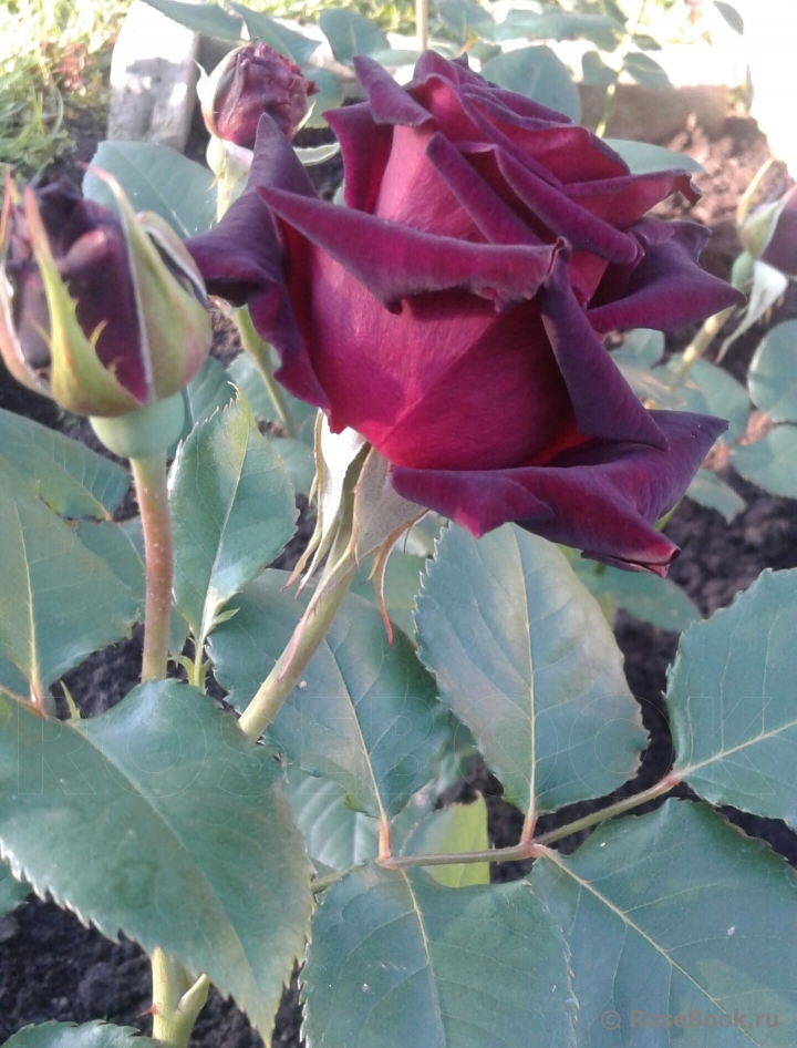 Black Baccara