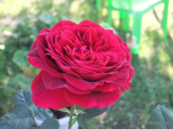 Johann Wolfgang von Goethe Rose®