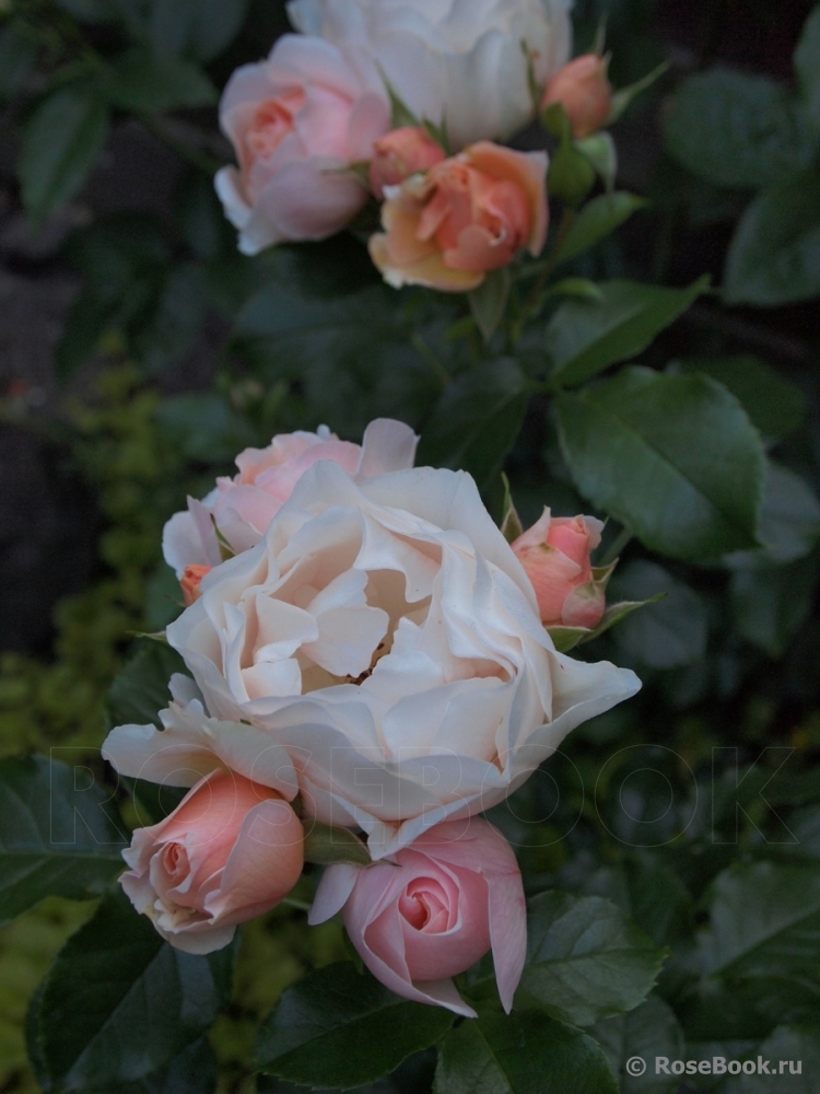 Jardin des Tuileries