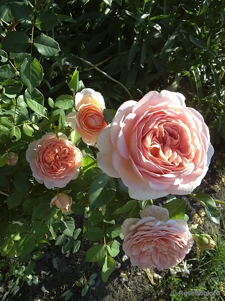 Abraham Darby