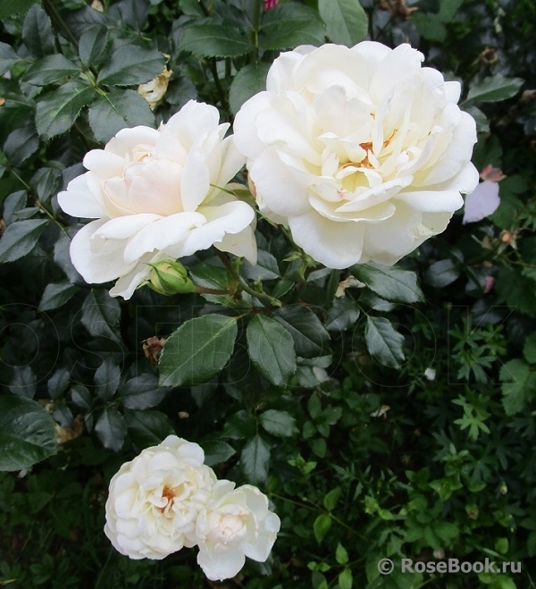 Queens Jubilee Rose