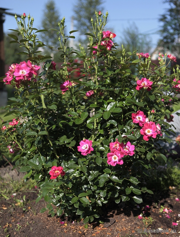 Girlguiding UK Centenary Rose