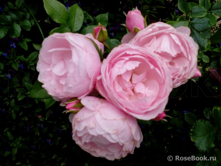 Hans Gonewein Rose 