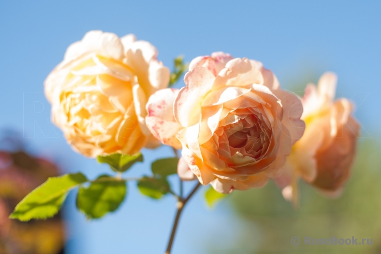 Crown Princess Margareta®