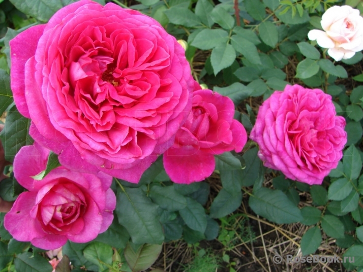 Johann Wolfgang von Goethe Rose®