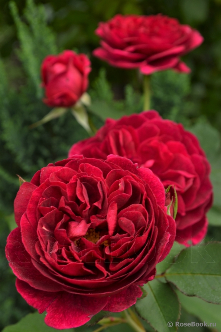 Darcey Bussell 