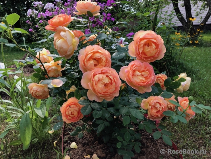 Lady of Shalott 