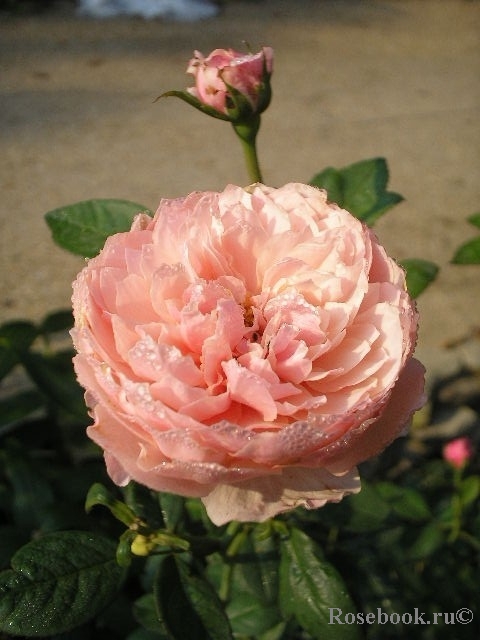 The Alnwick Rose