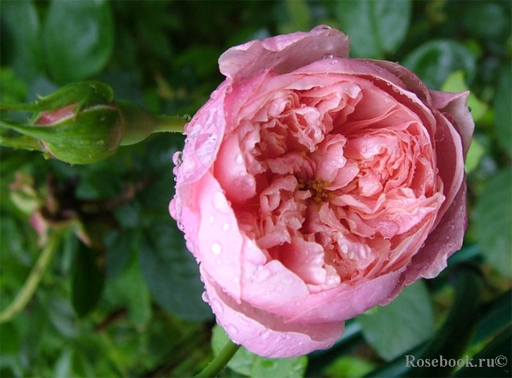 The Alnwick Rose