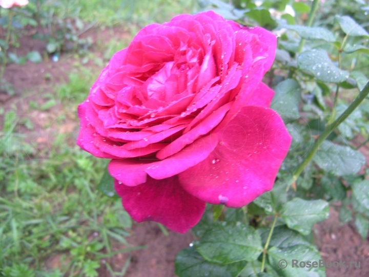 Johann Wolfgang von Goethe Rose®