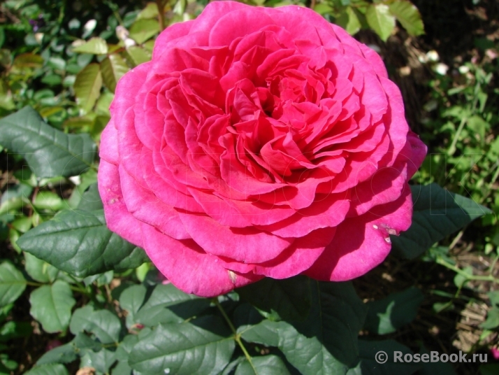 Johann Wolfgang von Goethe Rose®