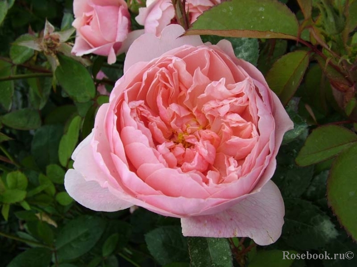 The Alnwick Rose